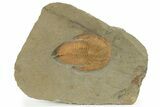Excellent Cambropallas Trilobite - Jbel Ougnate, Morocco #227834-1